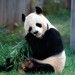 <b>Chi ha paura del Panda cattivo?</b>